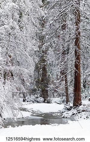 Stock Photograph - Yosemite River blanketed with snow, Yosemite National Park; California, United States of America. Fotosearch