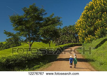 Young boy and girl walking up road past fields of tea bushes and a Winter Cassia, Satemwa Tea Estate; Thyolo, Malawi View Large Photo Image Stock Photo - Young boy and girl walking up road past fields of tea bushes and a Winter Cassia, Satemwa Tea Estate; Thyolo, Malawi. Fotosearch