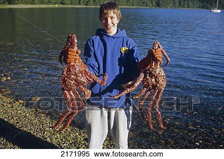 Young Boy Holding Large King Crabs Southeast Alaska Inside Passage View Large Photo Image Stock Photography - Young Boy Holding Large King Crabs Southeast Alaska Inside Passage. Fotosearch