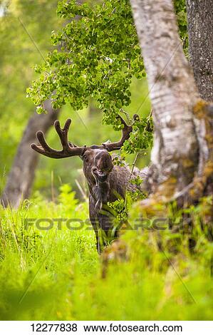 Young bull moose in velvet amongst the trees and foliage of Kincaid Park, Southcentral Alaska, Summer View Large Photo Image Stock Photo - Young bull moose in velvet amongst the trees and foliage of Kincaid Park, Southcentral Alaska, Summer. Fotosearch