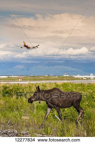 Young bull moose walking in a field while a jumbo jet comes in for a landing at Ted Stevens International Airport, Anchorage, Southcentral Alaska, summer View Large Photo Image Picture - Young bull moose walking in a field while a jumbo jet comes in for a landing at Ted Stevens International Airport, Anchorage, Southcentral Alaska, summer. Fotosearch