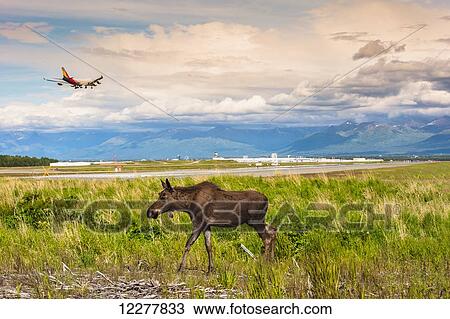 Young bull moose walking in a field while a jumbo jet comes in for a landing at Ted Stevens International Airport, Anchorage, Southcentral Alaska, summer View Large Photo Image Stock Image - Young bull moose walking in a field while a jumbo jet comes in for a landing at Ted Stevens International Airport, Anchorage, Southcentral Alaska, summer. Fotosearch