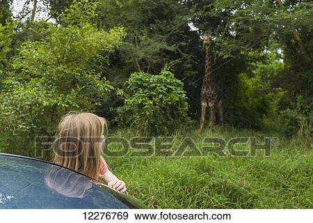 Young girl leaning out of car looking at old giraffe in Nyala Wildlife Park, near Chikwawa; Malawi View Large Photo Image Stock Photo - Young girl leaning out of car looking at old giraffe in Nyala Wildlife Park, near Chikwawa; Malawi. Fotosearch