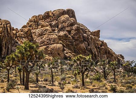 Stock Photograph - Yucca brevifolia trees and rock formations in Joshua Tree National Park; California, United States of America. Fotosearch