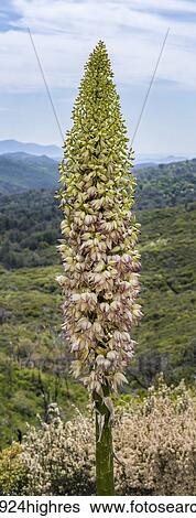 Yucca in full bloom at William Heise County Park; Julian, California, United States of America View Large Photo Image Stock Photograph - Yucca in full bloom at William Heise County Park; Julian, California, United States of America. Fotosearch