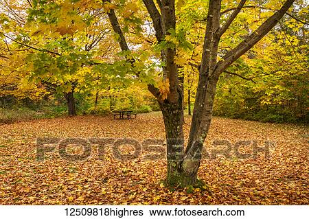 Zealand Picnic Area with autumn coloured foliage on a tree and fallen leaves on the grass, White Mountains National Forest; New England, United States of America View Large Photo Image Stock Photograph - Zealand Picnic Area with autumn coloured foliage on a tree and fallen leaves on the grass, White Mountains National Forest; New England, United States of America. Fotosearch