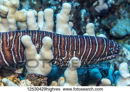 Zebra Moray Eel (Gymnomuraena zebra) gliding over Finger Coral (Porites compressa) off the Kona Coast; Island of Hawaii, Hawaii, United States of America View Large Photo Image Stock Photograph - Zebra Moray Eel (Gymnomuraena zebra) gliding over Finger Coral (Porites compressa) off the Kona Coast; Island of Hawaii, Hawaii, United States of America. Fotosearch