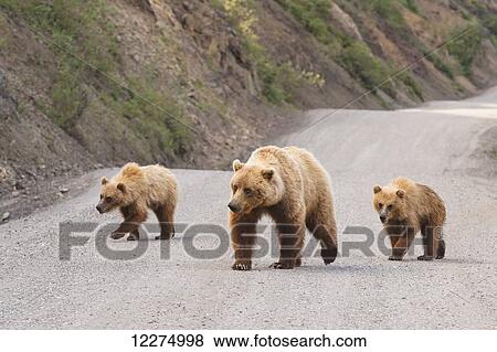 Stock Photo - A grizzly bear mother two cubs are walking on the Park Road at Sable Pass in Denali National Park and Preserve, Interior Alaska. Fotosearch