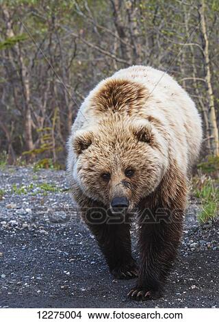 A grizzly bear on the Park Road near the Teklanika River in Denali National Park on a spring day. View Large Photo Image Picture - A grizzly bear on the Park Road near the Teklanika River in Denali National Park on a spring day.. Fotosearch