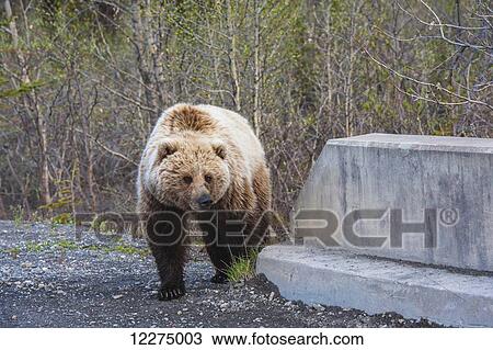 Stock Image - A grizzly bear on the Park Road near the Teklanika River in Denali National Park on a spring day.. Fotosearch