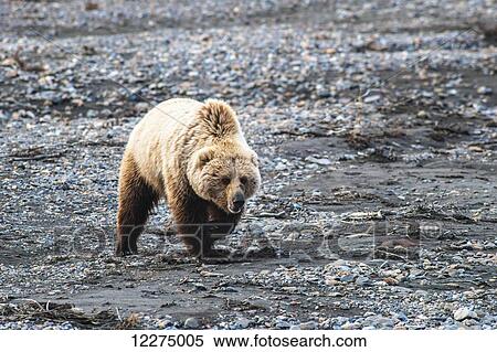 A grizzly bear walking across the gravel bar of the Teklanika River in Denali National Park on a spring day. View Large Photo Image Stock Photography - A grizzly bear walking across the gravel bar of the Teklanika River in Denali National Park on a spring day.. Fotosearch