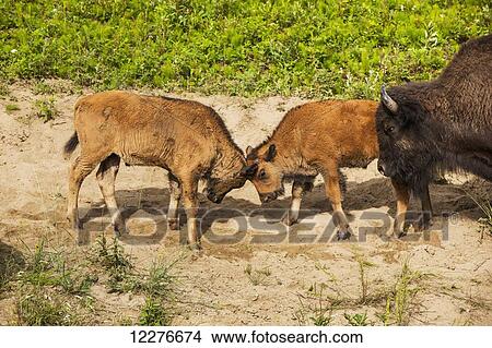 Picture - A group of Buffalo with newborn calves alongside the Alaska Highway north of Liard Hot Springs, British Columbia, Canada, Summer. Fotosearch