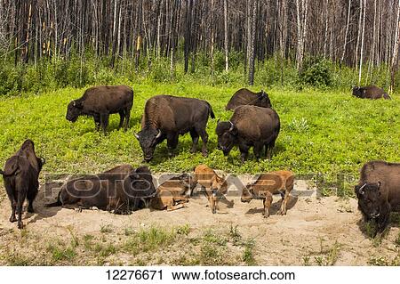 Stock Image - A group of Buffalo with newborn calves alongside the Alaska Highway north of Liard Hot Springs, British Columbia, Canada, Summer. Fotosearch