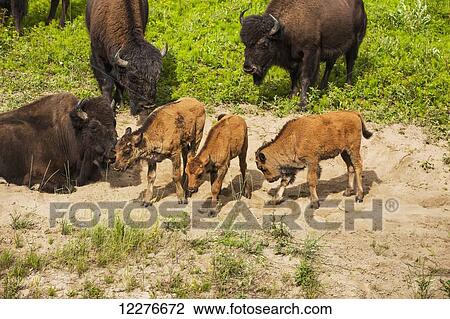Stock Image - A group of Buffalo with newborn calves alongside the Alaska Highway north of Liard Hot Springs, British Columbia, Canada, Summer. Fotosearch