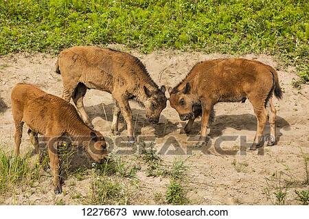 Stock Image - A group of newborn calves alongside the Alaska Highway north of Liard Hot Springs, British Columbia, Canada, Summer. Fotosearch