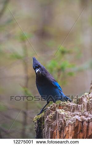 Stock Image - A Steller's Jay perched on a tree stump, Thumb Cove State Marine Park, Resurrection Bay, Southcentral Alaska. Fotosearch