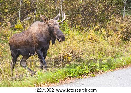 Stock Image - A young bull moose along a road near Kincaid Park, Anchorage, Alaska, Autumn. Fotosearch