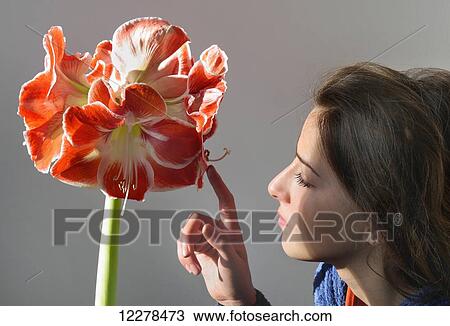 Stock Image - A young woman touches the petals of a red and white Amaryllis belladonna; England. Fotosearch