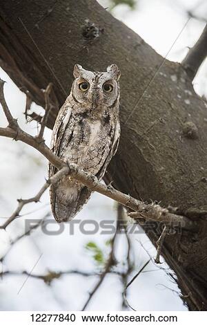 African Scops Owl (Otus senegalensis) stares intently while sitting on tree branch in Tarangire National Park; Tanzania View Large Photo Image Stock Image - African Scops Owl (Otus senegalensis) stares intently while sitting on tree branch in Tarangire National Park; Tanzania. Fotosearch