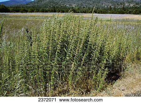 Stock Image - Agriculture - Weeds, Stinging Nettle (Urtica dioica ssp. holosericea) aka. California Slender Nettle, Creek Nettle, Giant Creek Nettle, Hedge Nettle, Hoary Nettle, Mountain Nettle; flowering plants / California, USA.. Fotosearch
