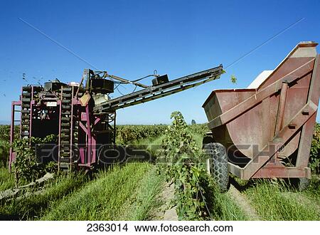 Picture - Agriculture - Wine Grapes, mechanical harvesting of wine grapes / Kerman, California, USA.. Fotosearch