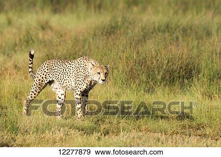 Stock Photo - Alert Cheetah (Acinonyx jubatus) stalking through open grassland near Ndutu, Ngorongoro Crater Conservation Area; Tanzania. Fotosearch