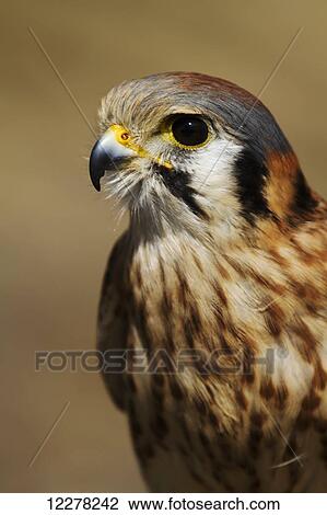 American Kestrel female, (Falco sparverius), Ecomuseum; Ste-Anne-De-Bellevue, Quebec, Canada View Large Photo Image Stock Image - American Kestrel female, (Falco sparverius), Ecomuseum; Ste-Anne-De-Bellevue, Quebec, Canada. Fotosearch