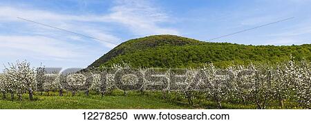 Apple orchard in spring bloom; St. Paul D'abbotsford, Quebec, Canada View Large Photo Image Stock Image - Apple orchard in spring bloom; St. Paul D'abbotsford, Quebec, Canada. Fotosearch
