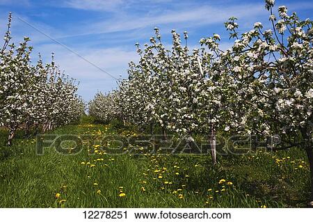 Apple orchard in spring bloom; St. Paul D'abbotsford, Quebec, Canada View Large Photo Image Stock Image - Apple orchard in spring bloom; St. Paul D'abbotsford, Quebec, Canada. Fotosearch