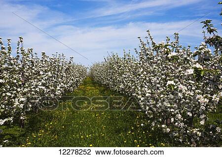Apple orchard in spring bloom; St. Paul D'abbotsford, Quebec, Canada View Large Photo Image Stock Image - Apple orchard in spring bloom; St. Paul D'abbotsford, Quebec, Canada. Fotosearch