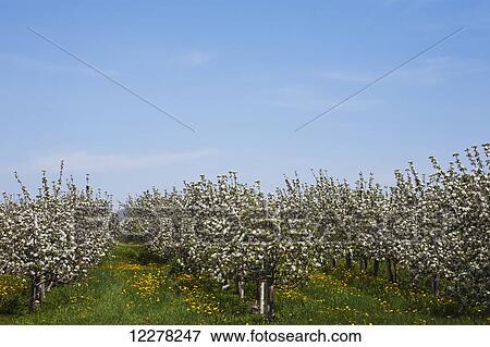 Stock Photo - Apple orchard in spring bloom; St. Paul D'abbotsford, Quebec, Canada. Fotosearch