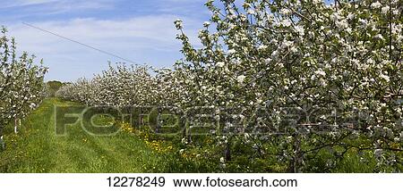 Apple orchard in spring bloom; St. Paul D'abbotsford, Quebec, Canada View Large Photo Image Stock Photo - Apple orchard in spring bloom; St. Paul D'abbotsford, Quebec, Canada. Fotosearch