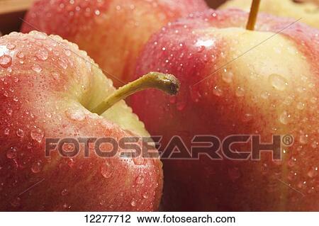 Apples with water droplets; Edmonton, Alberta, Canada View Large Photo Image Stock Image - Apples with water droplets; Edmonton, Alberta, Canada. Fotosearch