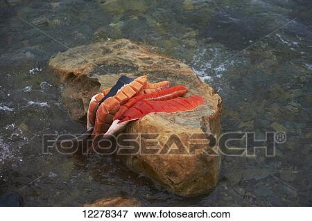 Stock Photo - Arctic Char filets on a rock, prior to air drying, Arctic Ocean near Cambridge Bay; Nunavut, Canada. Fotosearch