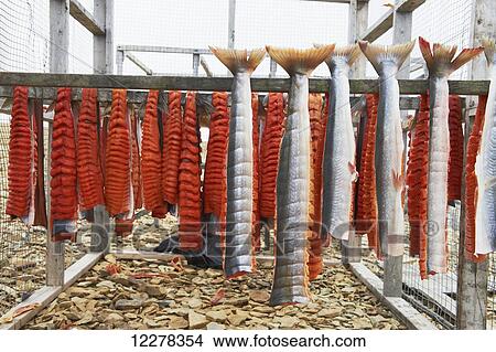 Arctic Char filets on drying racks, Arctic Ocean, near Cambridge Bay; Nunavut, Canada View Large Photo Image Picture - Arctic Char filets on drying racks, Arctic Ocean, near Cambridge Bay; Nunavut, Canada. Fotosearch