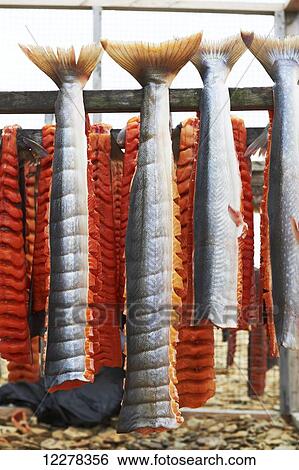 Arctic Char filets on drying racks, Arctic Ocean, near Cambridge Bay; Nunavut, Canada View Large Photo Image Stock Photograph - Arctic Char filets on drying racks, Arctic Ocean, near Cambridge Bay; Nunavut, Canada. Fotosearch