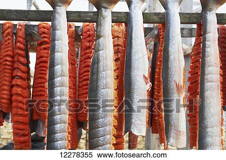 Stock Photography - Arctic Char filets on drying racks, Arctic Ocean, near Cambridge Bay; Nunavut, Canada. Fotosearch