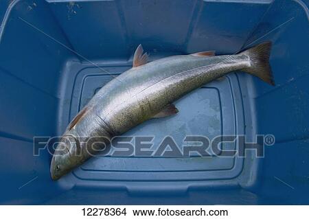 Arctic Char in a plastic bin, ready for filet; Cambridge Bay, Nunavut, Canada View Large Photo Image Picture - Arctic Char in a plastic bin, ready for filet; Cambridge Bay, Nunavut, Canada. Fotosearch