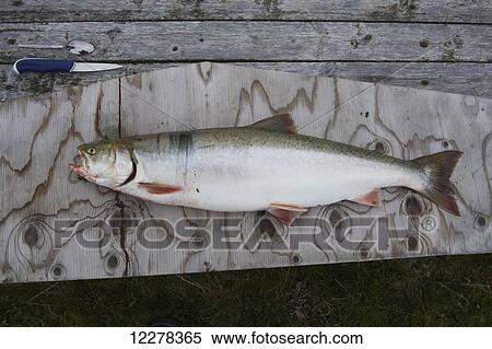 Stock Photography - Arctic Char on a wooden cutting board, ready for filet; Cambridge Bay, Nunavut, Canada. Fotosearch