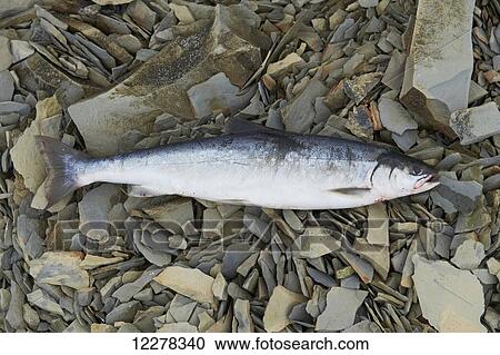Arctic Char on the rock beach, Western Arm; Cambridge Bay, Nunavut, Canada View Large Photo Image Stock Image - Arctic Char on the rock beach, Western Arm; Cambridge Bay, Nunavut, Canada. Fotosearch