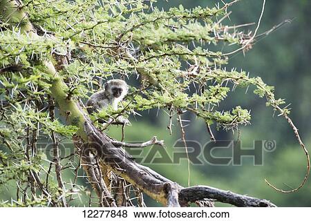 Baby Vervet Monkey (Cercopithecus aethiops) sitting in thorny acacia tree, Ngorongoro Crater; Tanzania View Large Photo Image Stock Photo - Baby Vervet Monkey (Cercopithecus aethiops) sitting in thorny acacia tree, Ngorongoro Crater; Tanzania. Fotosearch