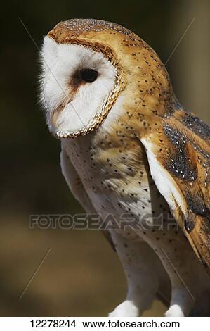 Picture - Barn Owl (Tyto alba), Ecomuseum; Ste-Anne-de-Bellevue, Quebec, Canada. Fotosearch
