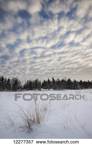 Stock Photo - Billowing clouds over snow and snow covered pine trees; Thunder Bay, Ontario, Canada. Fotosearch