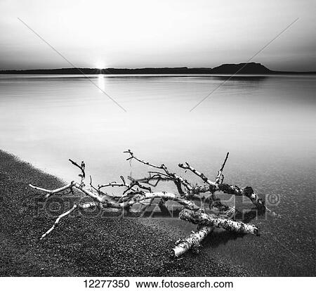 Birch branches on the shores of Lake Superior; Thunder Bay, Ontario, Canada View Large Photo Image Stock Image - Birch branches on the shores of Lake Superior; Thunder Bay, Ontario, Canada. Fotosearch
