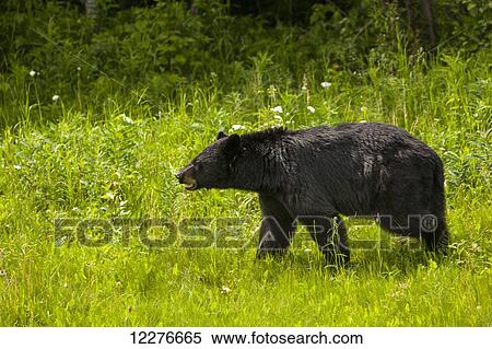 Black Bear along the Alaska Highway, Muncho Lake Provincial Park, British Columbia, Canada, Summer View Large Photo Image Stock Photography - Black Bear along the Alaska Highway, Muncho Lake Provincial Park, British Columbia, Canada, Summer. Fotosearch