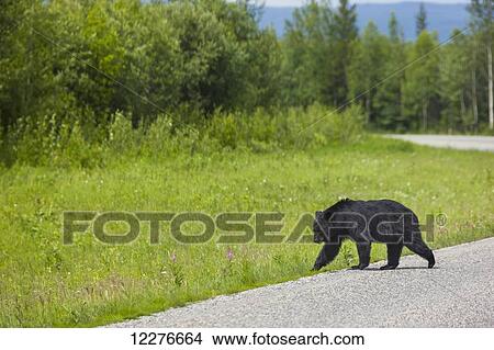 Picture - Black Bear crossing the Alaska Highway, Muncho Lake Provincial Park, British Columbia, Canada, Summer. Fotosearch