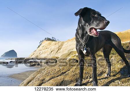 Stock Photography - Black dog at the water's edge on the Oregon Coast with rock formations and cliffs in the background, Cape Kiwanda; Pacific City, Oregon, United States of America. Fotosearch