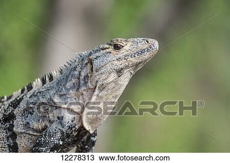 Black iguana (Ctenosaura similis); Manuel Antonio, Puntarenas, Costa Rica View Large Photo Image Stock Image - Black iguana (Ctenosaura similis); Manuel Antonio, Puntarenas, Costa Rica. Fotosearch