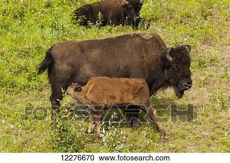 Buffalo with a newborn calf alongside the Alaska Highway north of Liard Hot Springs, British Columbia, Canada, Summer View Large Photo Image Stock Image - Buffalo with a newborn calf alongside the Alaska Highway north of Liard Hot Springs, British Columbia, Canada, Summer. Fotosearch