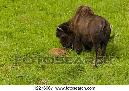 Stock Photo - Buffalo with a newborn calf alongside the Alaska Highway north of Liard Hot Springs, British Columbia, Canada, Summer. Fotosearch